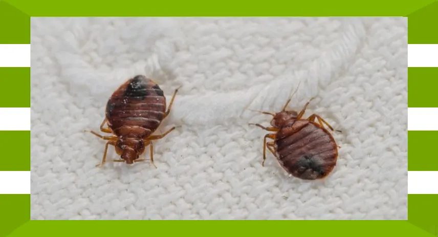 What is Mold vs Mildew: Differences, Causes, and Precautions